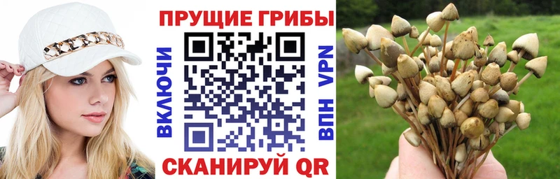 Галлюциногенные грибы Psilocybe  Унеча 
